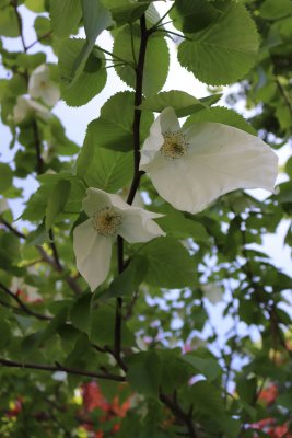 Davidia involucrata - davidie listenová - květy